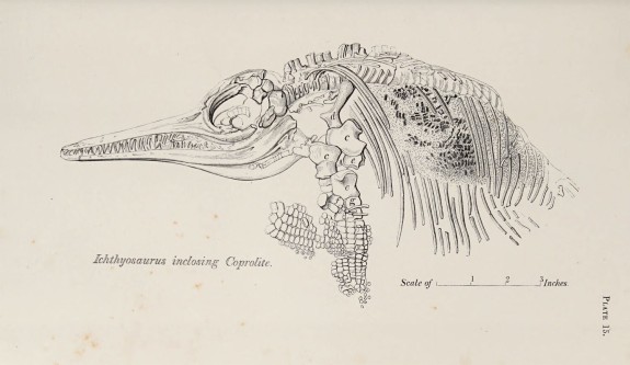 8 ichthyosaurus anningae