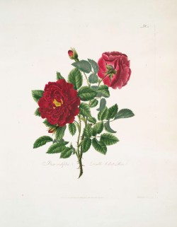 Fig. 21 Lawrance Rosa Centifolia