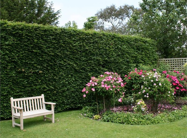 Roses at Jane Austen's House